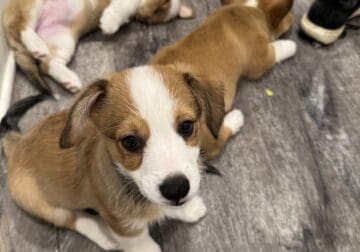 Pembroke welsh corgis