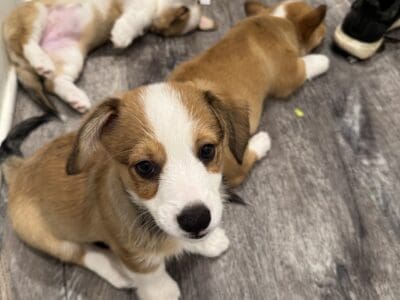 Pembroke welsh corgis