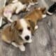 Pembroke welsh corgis