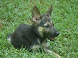 German Shepherd Male All pups $500