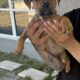Mastiff Pitbull Puppies