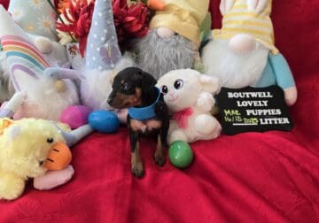 Miniature Pinscher Puppy 4, Male (Mauldin,SC)