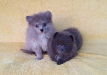 Rare Exotic Blue Silver Pomeranian Puppy Female