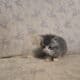 I have 3 kittens that need a great home.