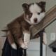 Ponsky puppies