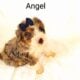 Mini Bernedoodle puppy Angel
