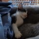 Shadow and her kittens