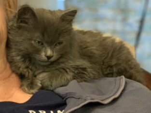 Wonderful Kitten Free to good home