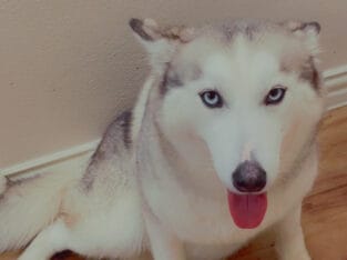 Blue Eyed Female Siberian Husky