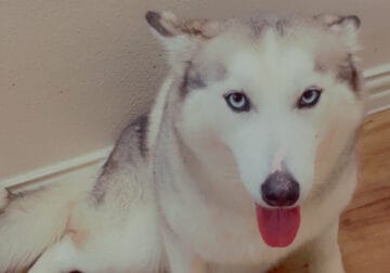Blue Eyed Female Siberian Husky