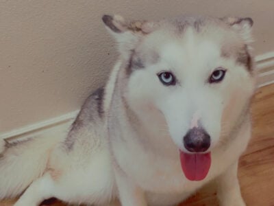 Blue Eyed Female Siberian Husky
