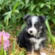 Mini & Toy Aussie Puppies – Loved from Day One