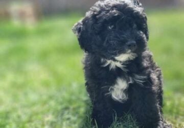 Rehoming premium Maltipoo puppy-male