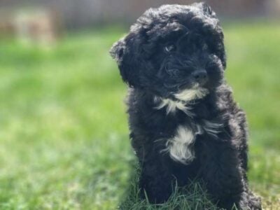 Rehoming premium Maltipoo puppy-male
