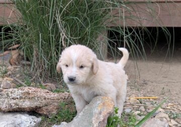 Golden Retriever/Great Pyrenees