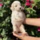 Beautiful goldendoodle puppies