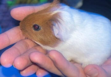 Guinea Pigs for Rehome