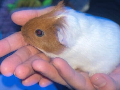 Guinea Pigs for Rehome