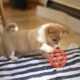 Registered Pembroke Welsh Corgi Pups
