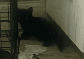 Black kittens 2 months
