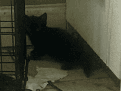 Black kittens 2 months