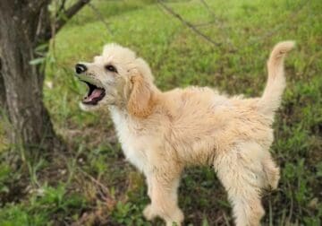 Standard Poodle puppies