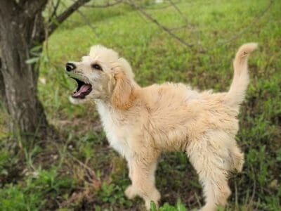 Standard Poodle puppies