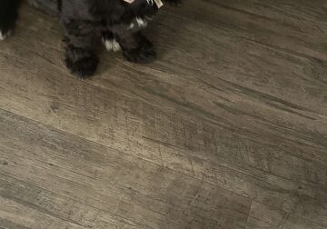 Female Shih Tzu