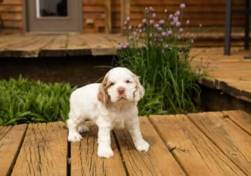 AKC Cocker Spaniel male puppy Indiana (Tad)
