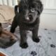 Germandoodle puppies