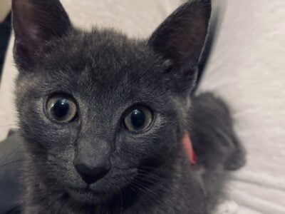 Beautiful Cat Needs a New Family — Serious Inquiri