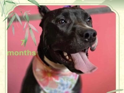 Cane Corso x Presa Canario