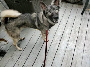 Husky/Shepherd Mix