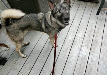Husky/Shepherd Mix