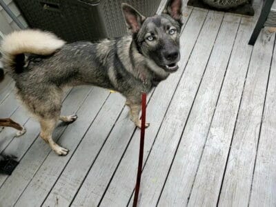 Husky/Shepherd Mix