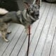 Husky/Shepherd Mix