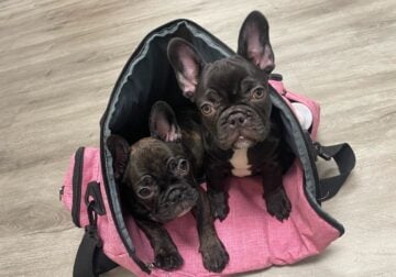 French Bulldog puppies