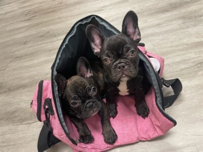 French Bulldog puppies