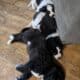 Saint Bernewfie Puppies