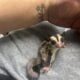 Male sugar glider