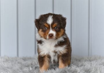 Mini Australian Shepherd Holmesville OH Lola