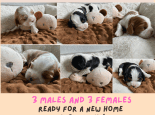 Cavalier King Charles Puppies Blenheim & Tri-Color