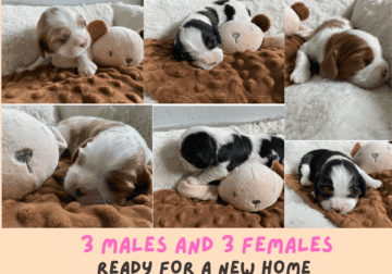 Cavalier King Charles Puppies Blenheim & Tri-Color