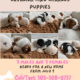 Cavalier King Charles Puppies Blenheim & Tri-Color
