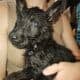 Germany shepherd puppies born 28th of February
