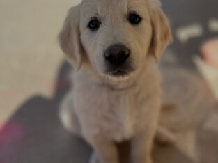 AKC Golden Retrievers