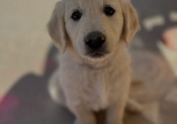 AKC Golden Retrievers