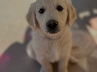 AKC Golden Retrievers