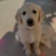 AKC Golden Retrievers