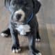 100% Pitt Bull Terrier Puppies